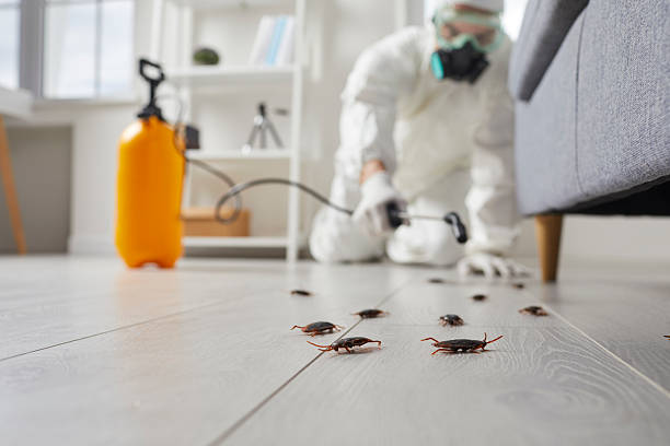 Affordable Cockroach Control solutions in Laguna Vista, TX